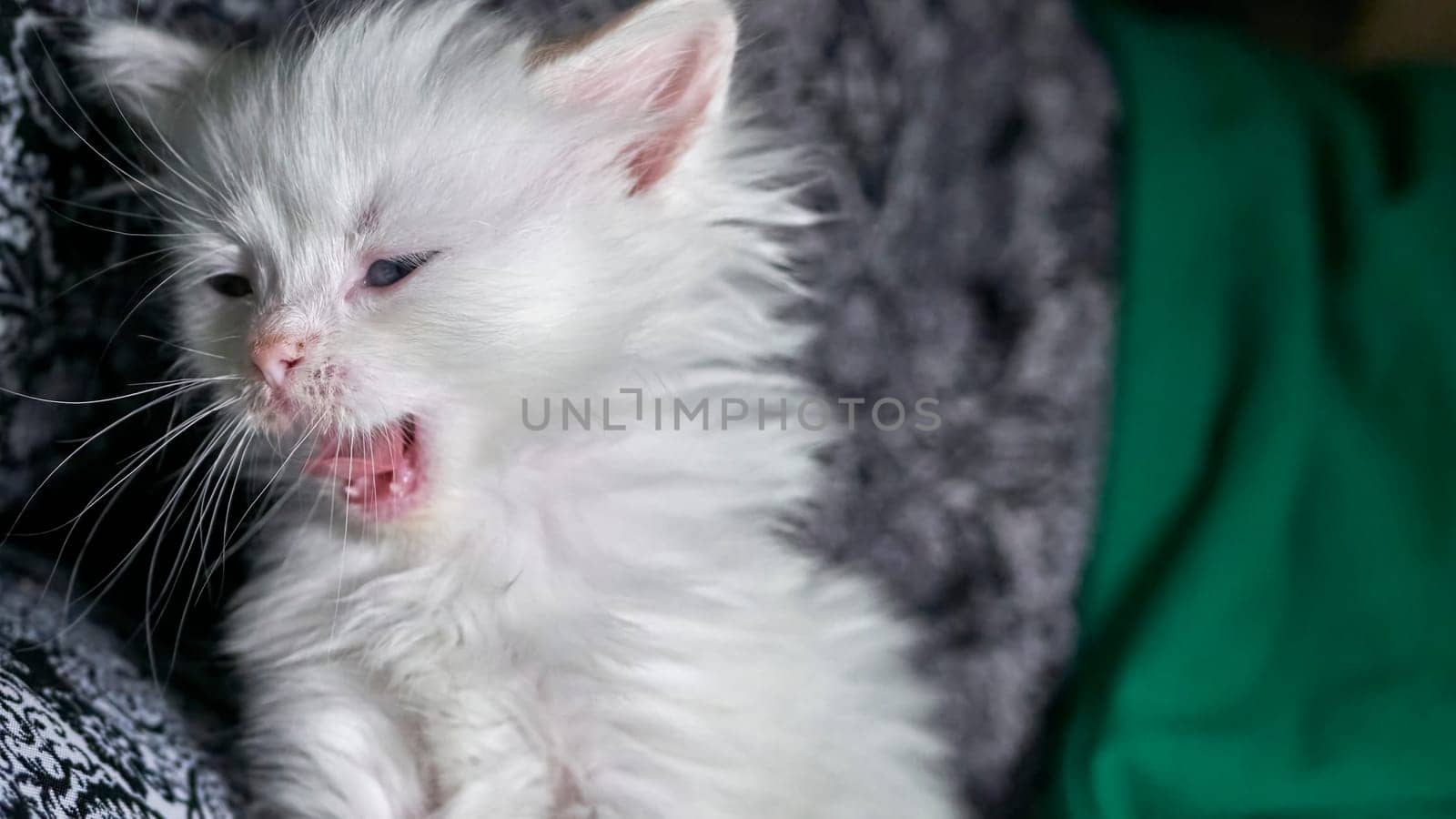 kitten with heterochromia white color low light by lempro