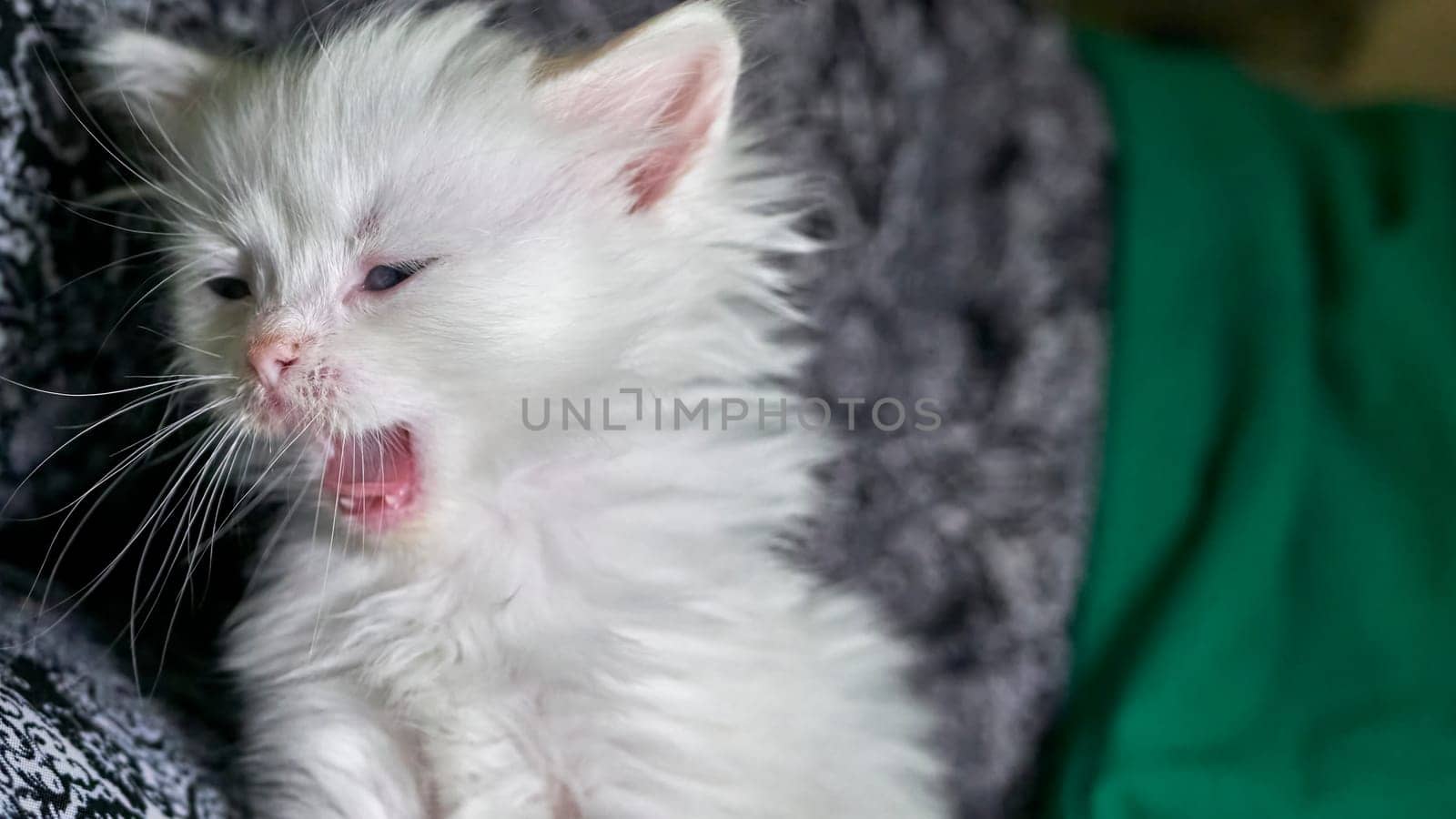 kitten with heterochromia white color low light by lempro