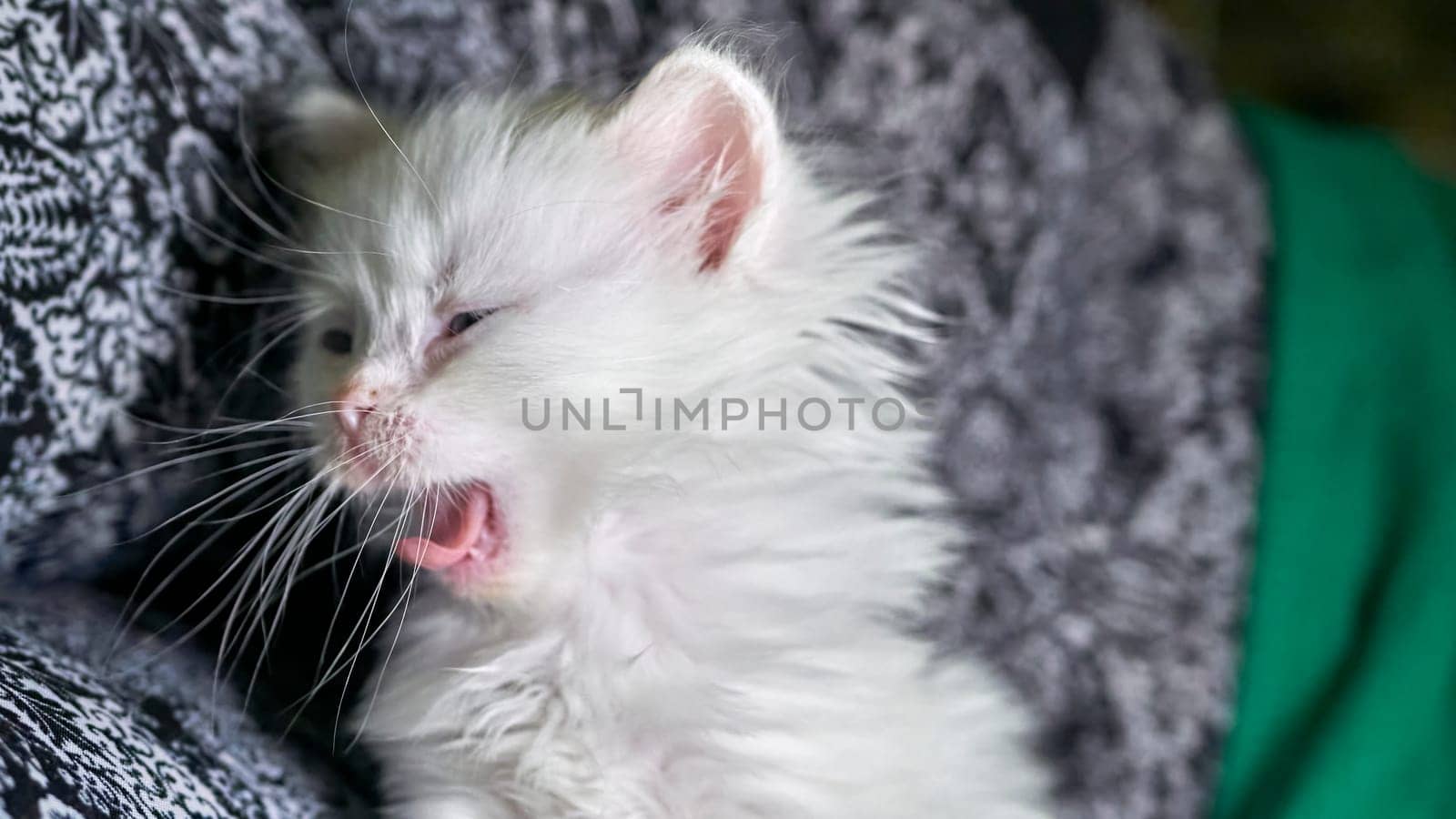 kitten with heterochromia white color low light by lempro