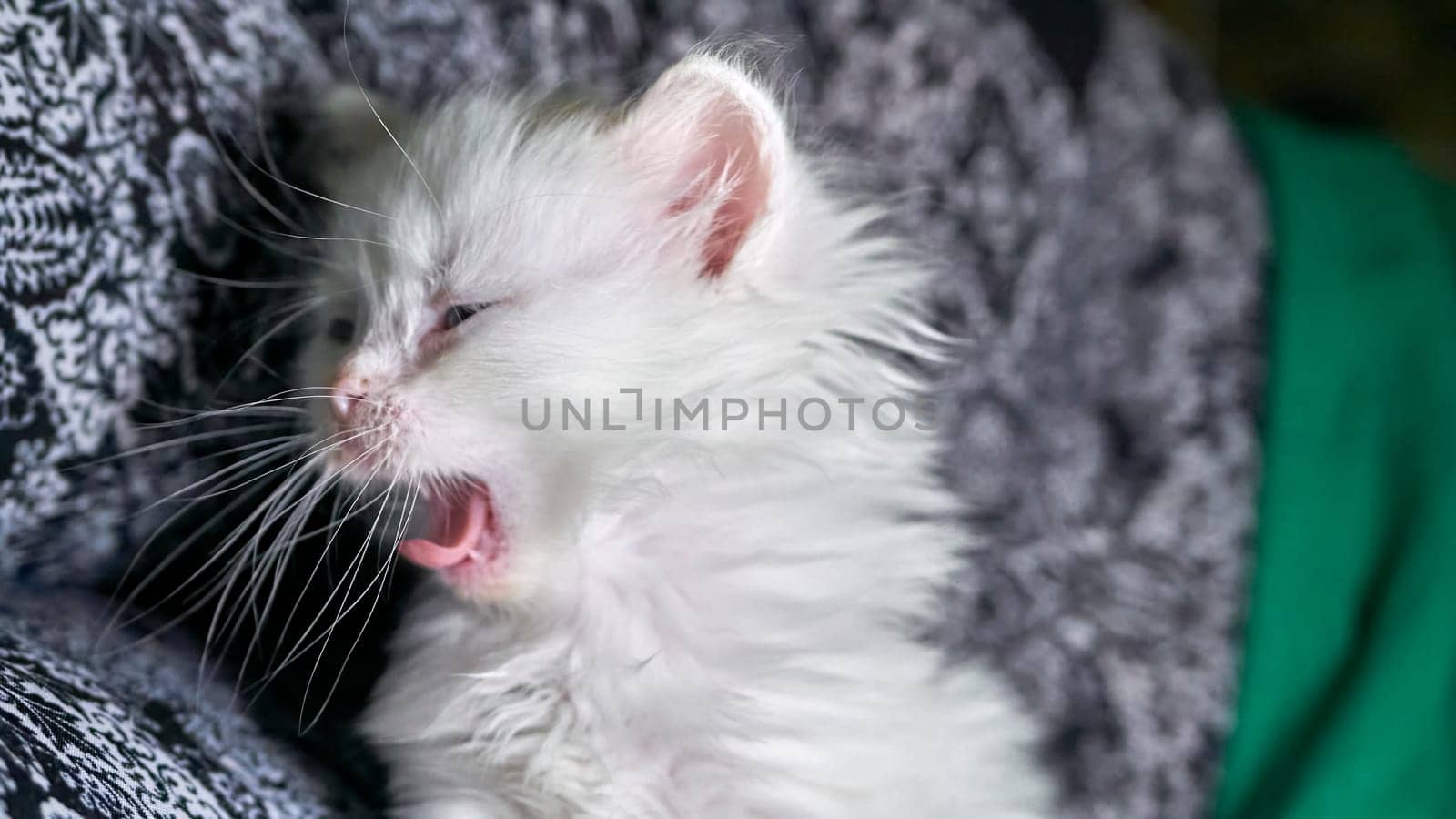 kitten with heterochromia white color low light by lempro