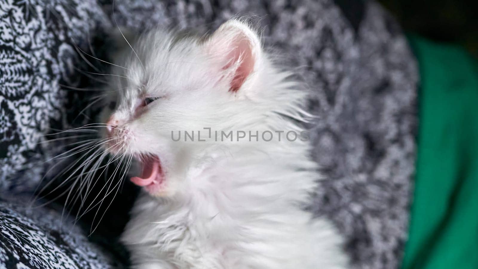 kitten with heterochromia white color low light by lempro