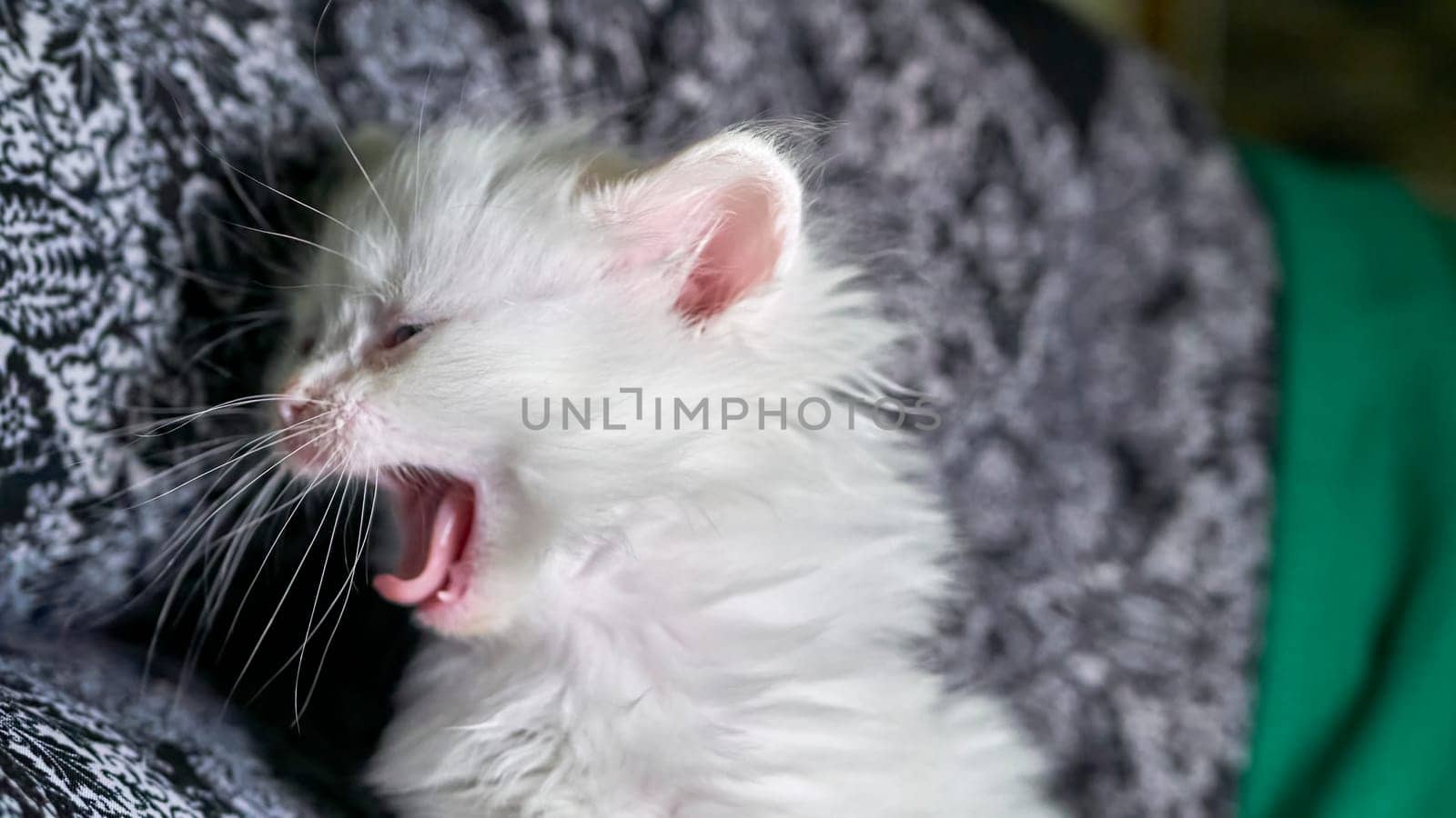 kitten with heterochromia white color low light by lempro