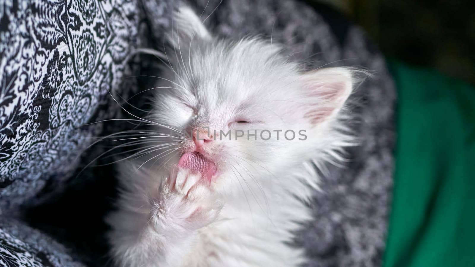 kitten with heterochromia white color low light by lempro