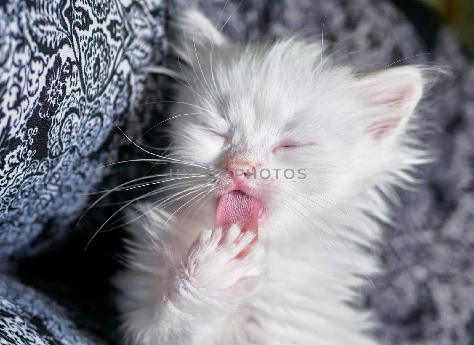 kitten with heterochromia white color low light by lempro