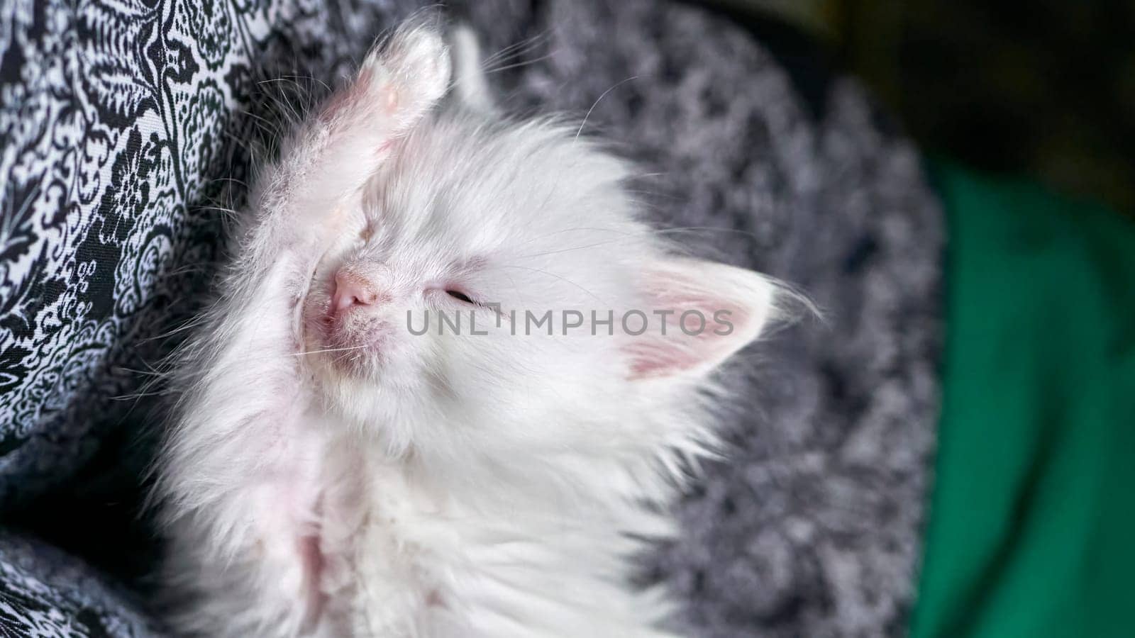 kitten with heterochromia white color low light by lempro