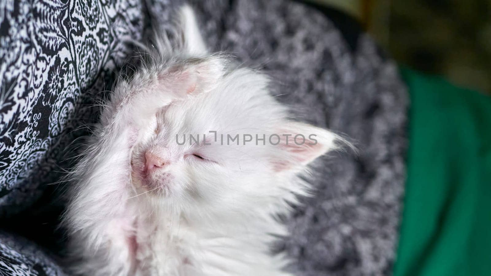 kitten with heterochromia white color low light by lempro