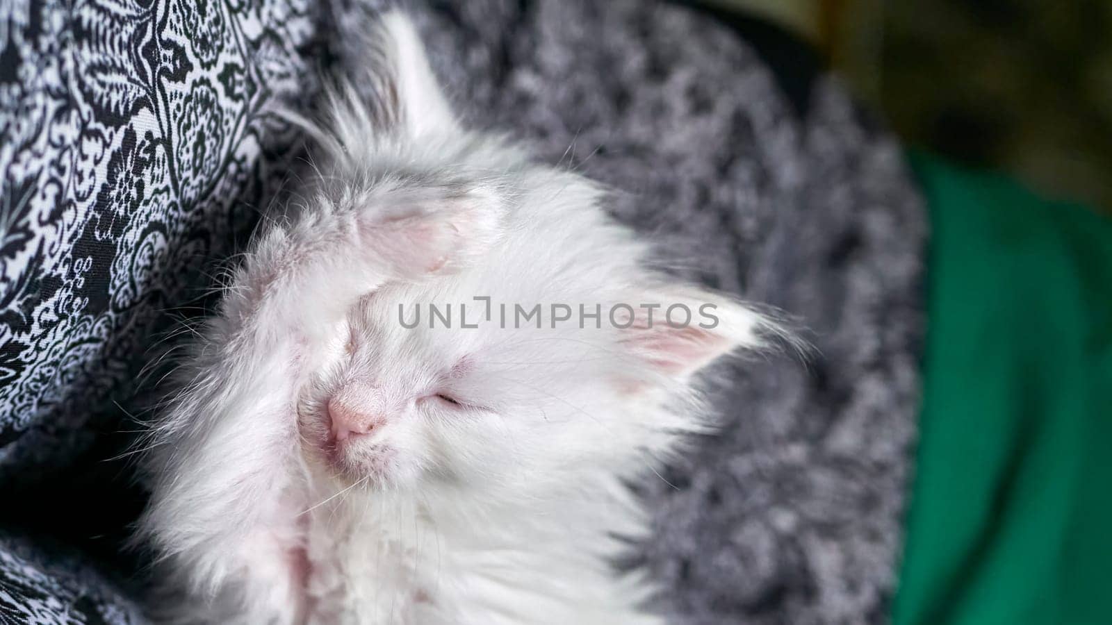 kitten with heterochromia white color low light by lempro