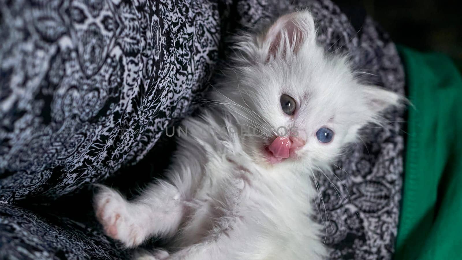 kitten with heterochromia white color low light by lempro