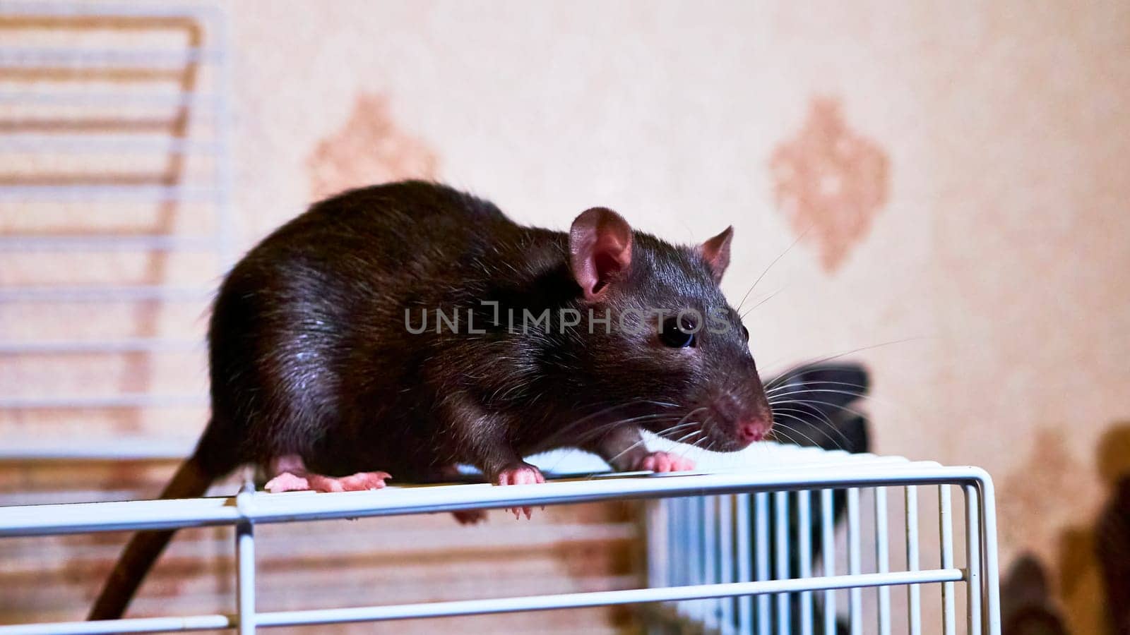 domestic rat sits on a cage color