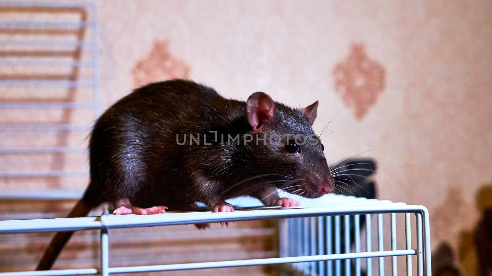 domestic rat sits on a cage by lempro