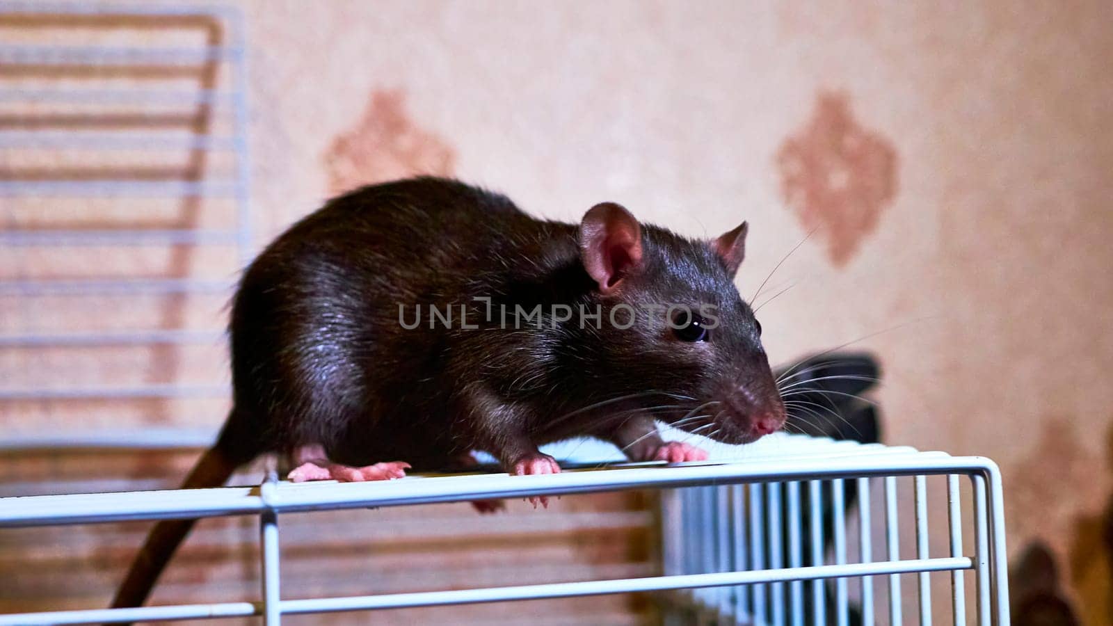 domestic rat sits on a cage color