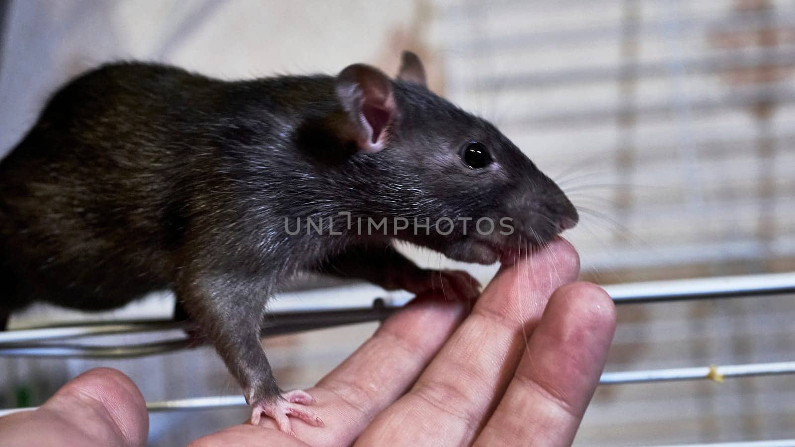 domestic rat sits on a cage color