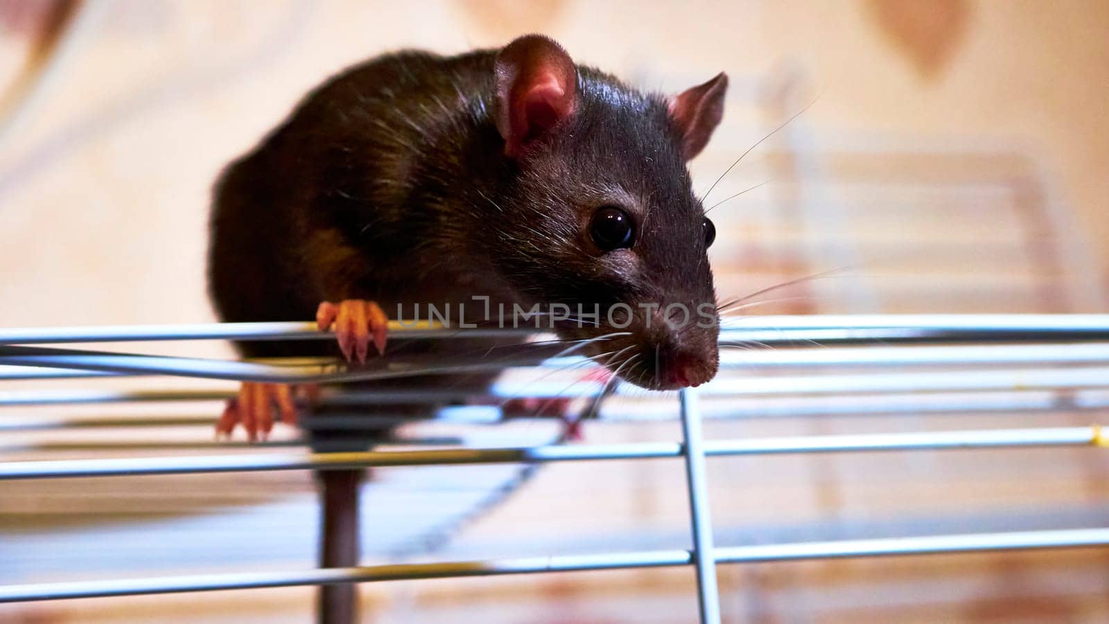 domestic rat sits on a cage color