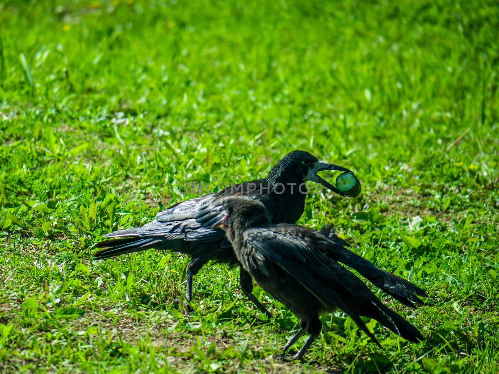 Black Crows looking for food in the grass. color nature by lempro