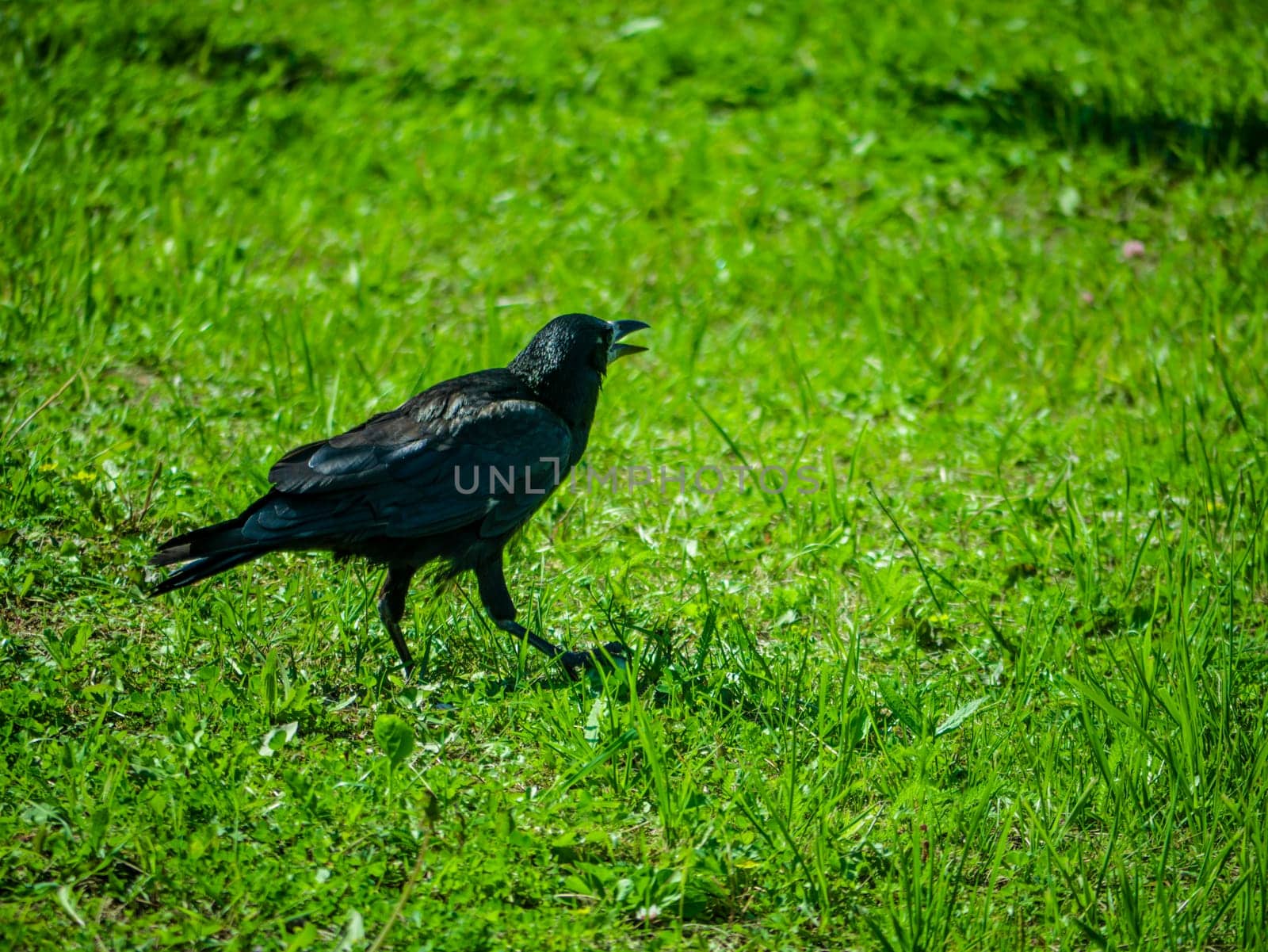 Black Crows looking for food in the grass