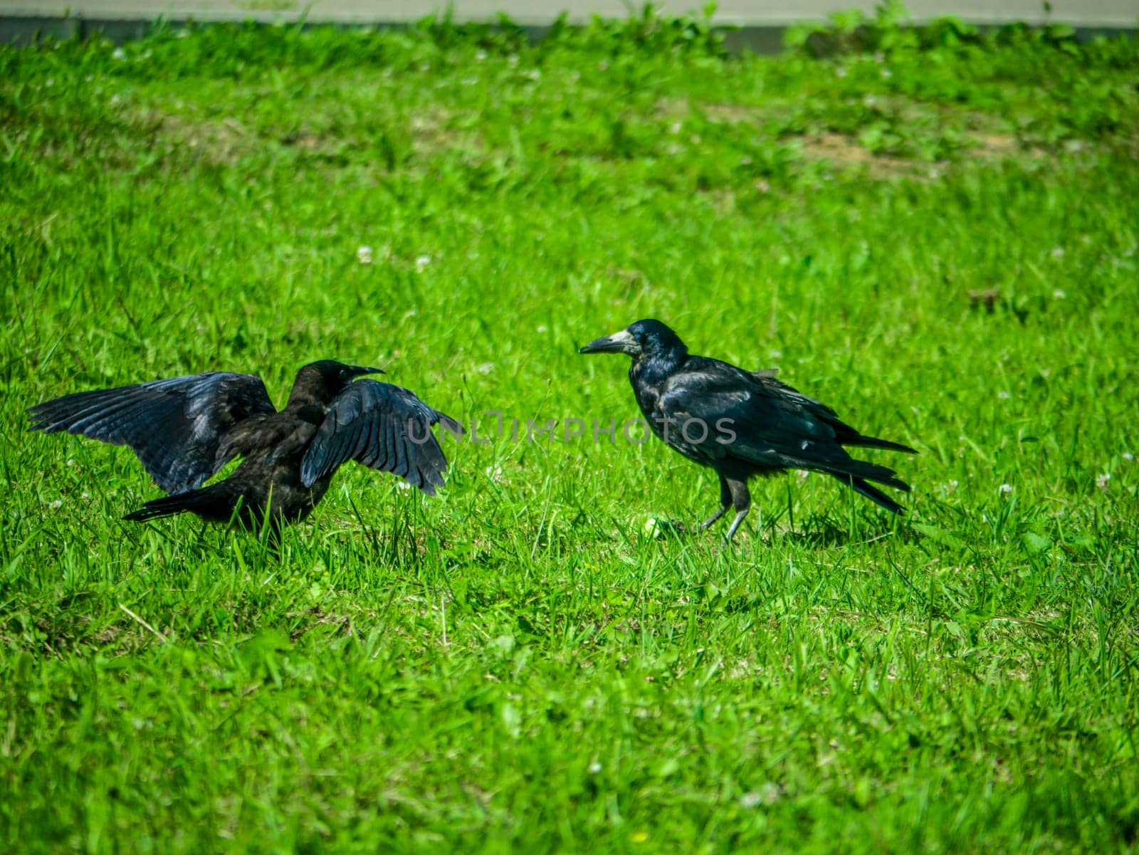 Black Crows looking for food in the grass