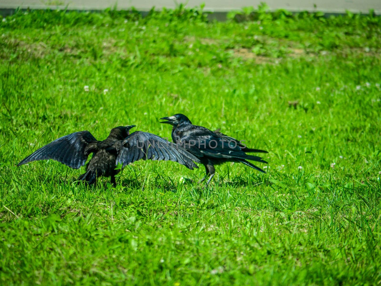 Black Crows looking for food in the grass. color nature by lempro