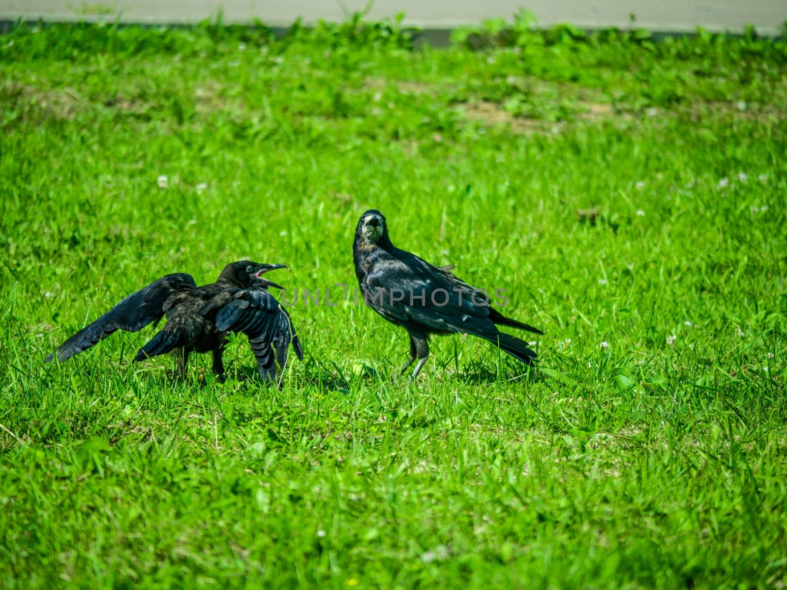 Black Crows looking for food in the grass. color nature by lempro