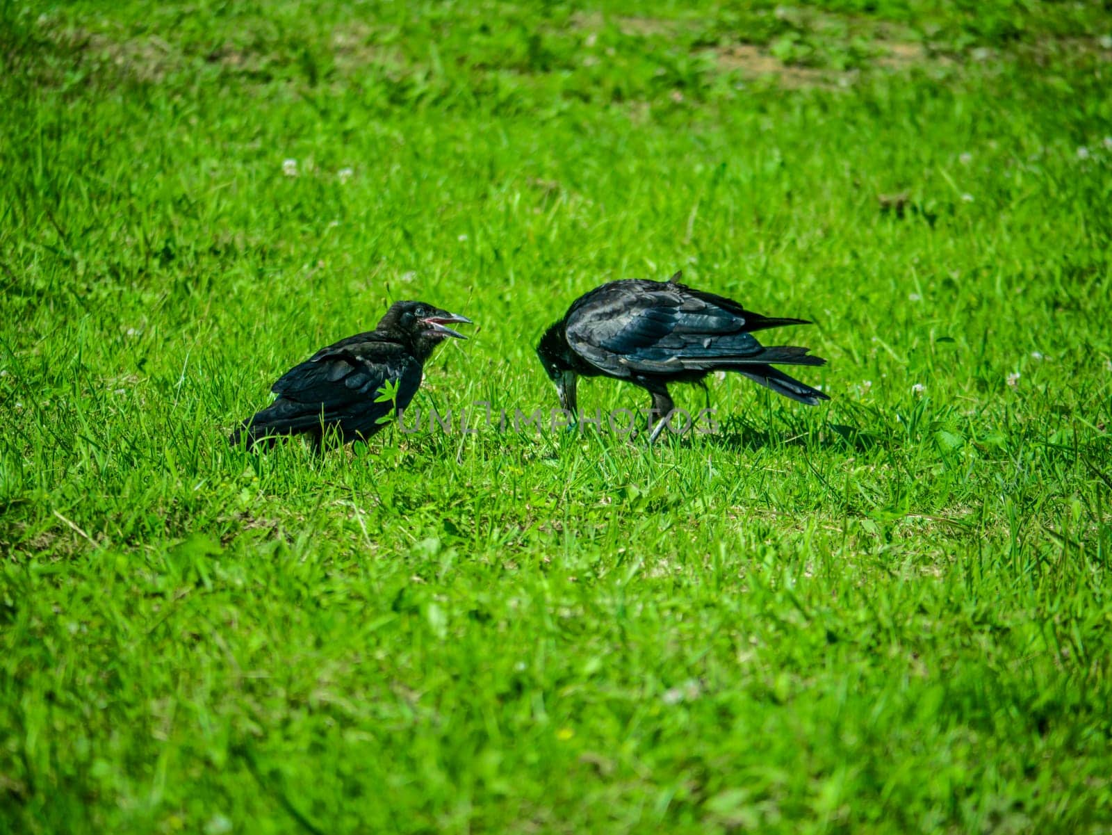 Black Crows looking for food in the grass