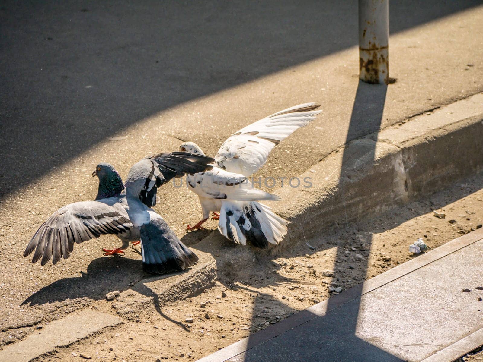 Birds fighting over food on the street. general plan by lempro