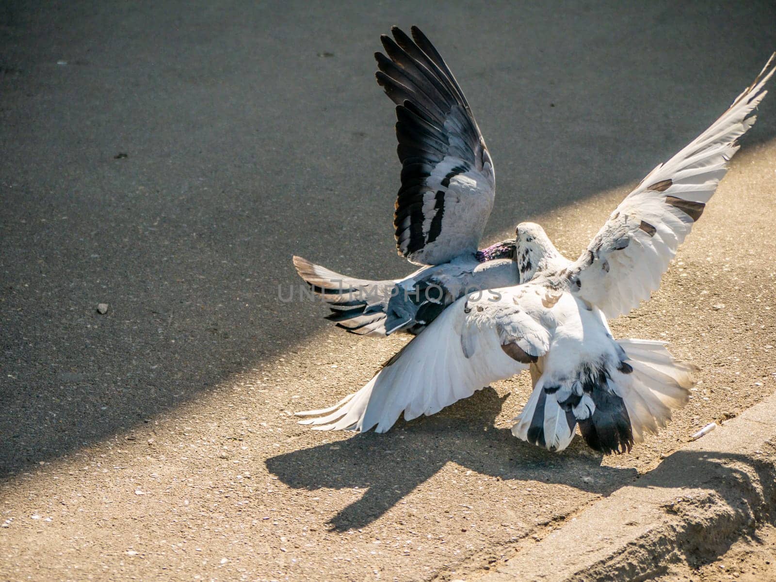 Birds fighting over food on the street. general plan by lempro