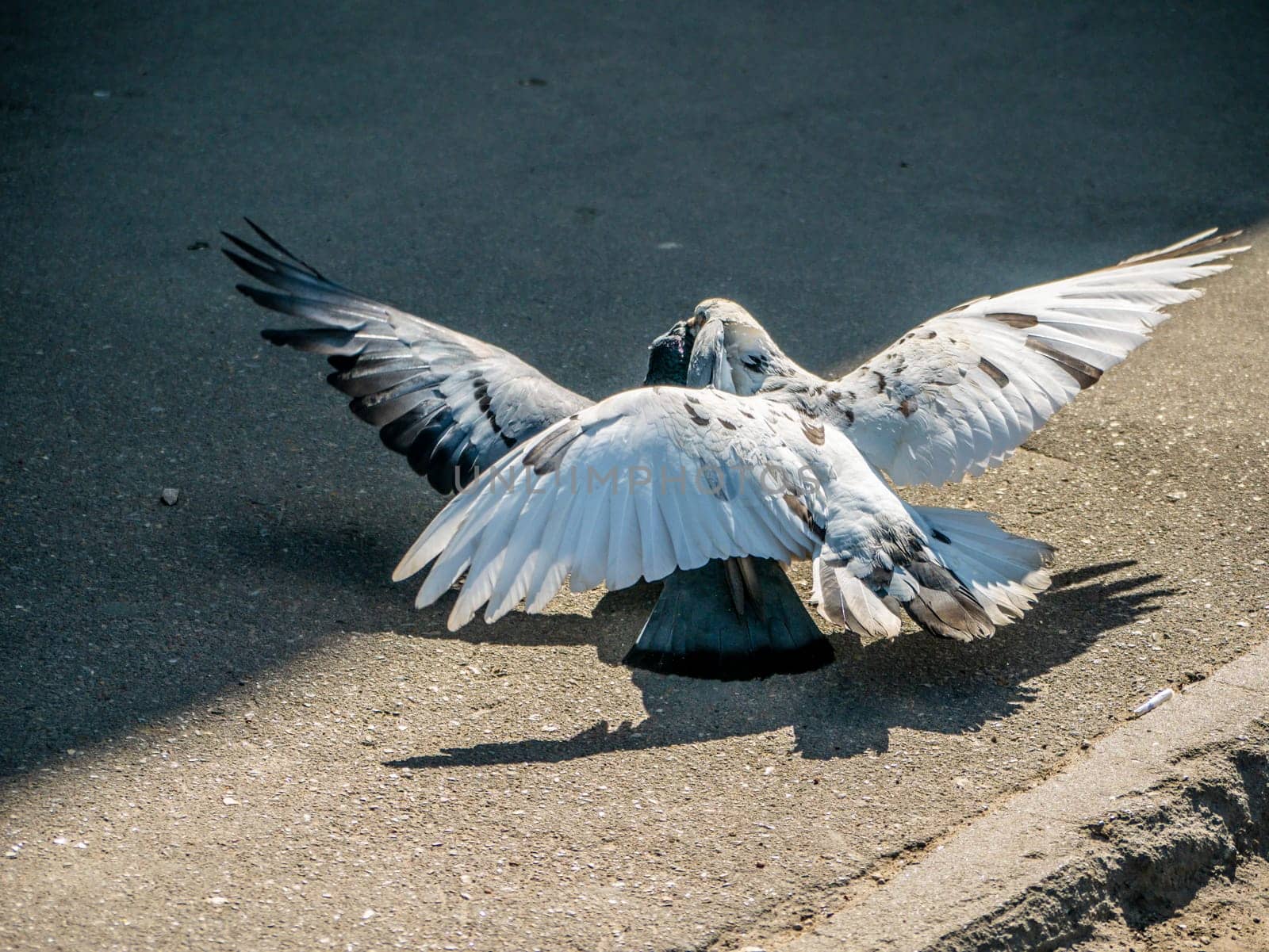 Birds fighting over food on the street. general plan by lempro