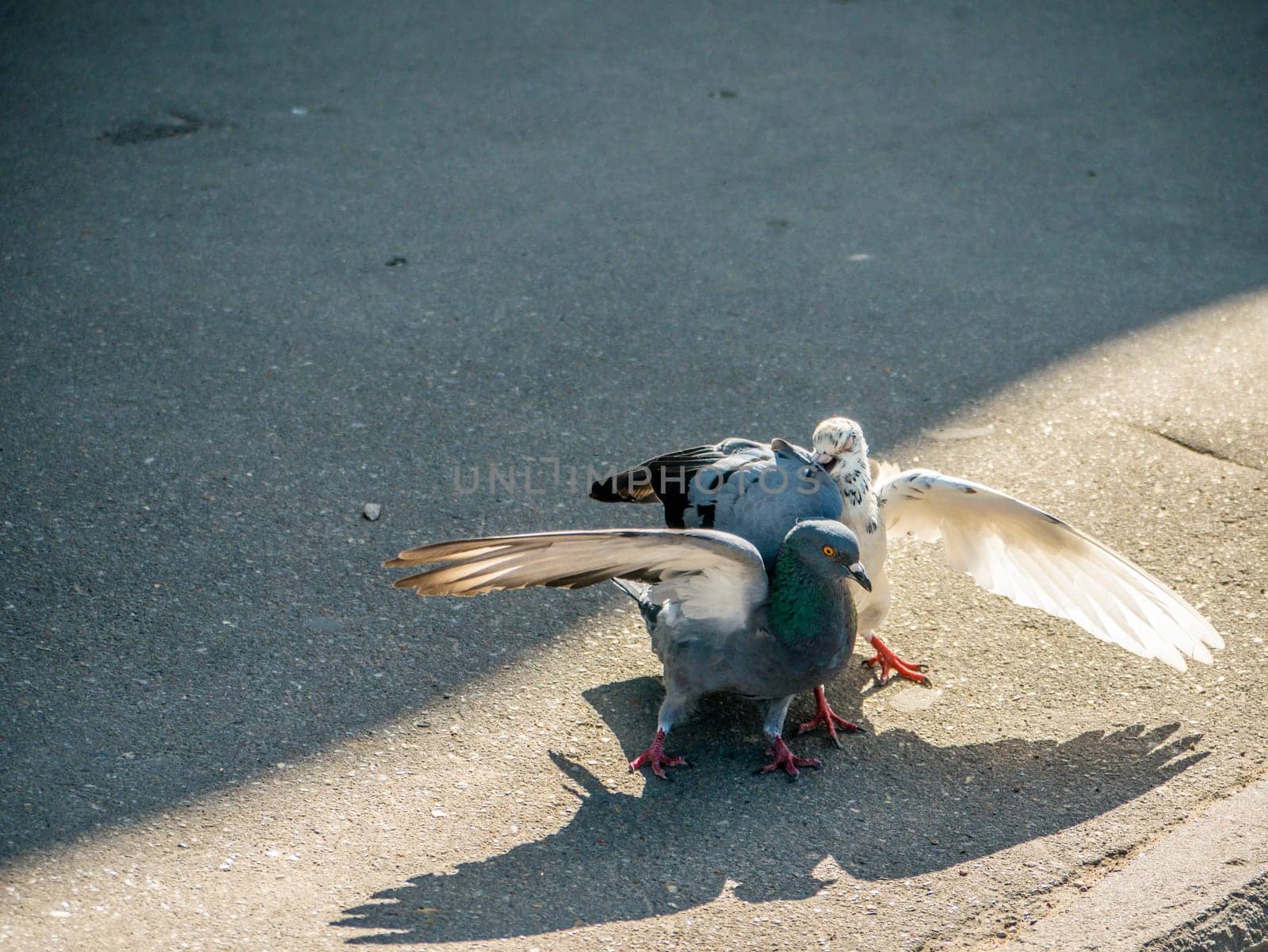 Birds fighting over food on the street. general plan by lempro