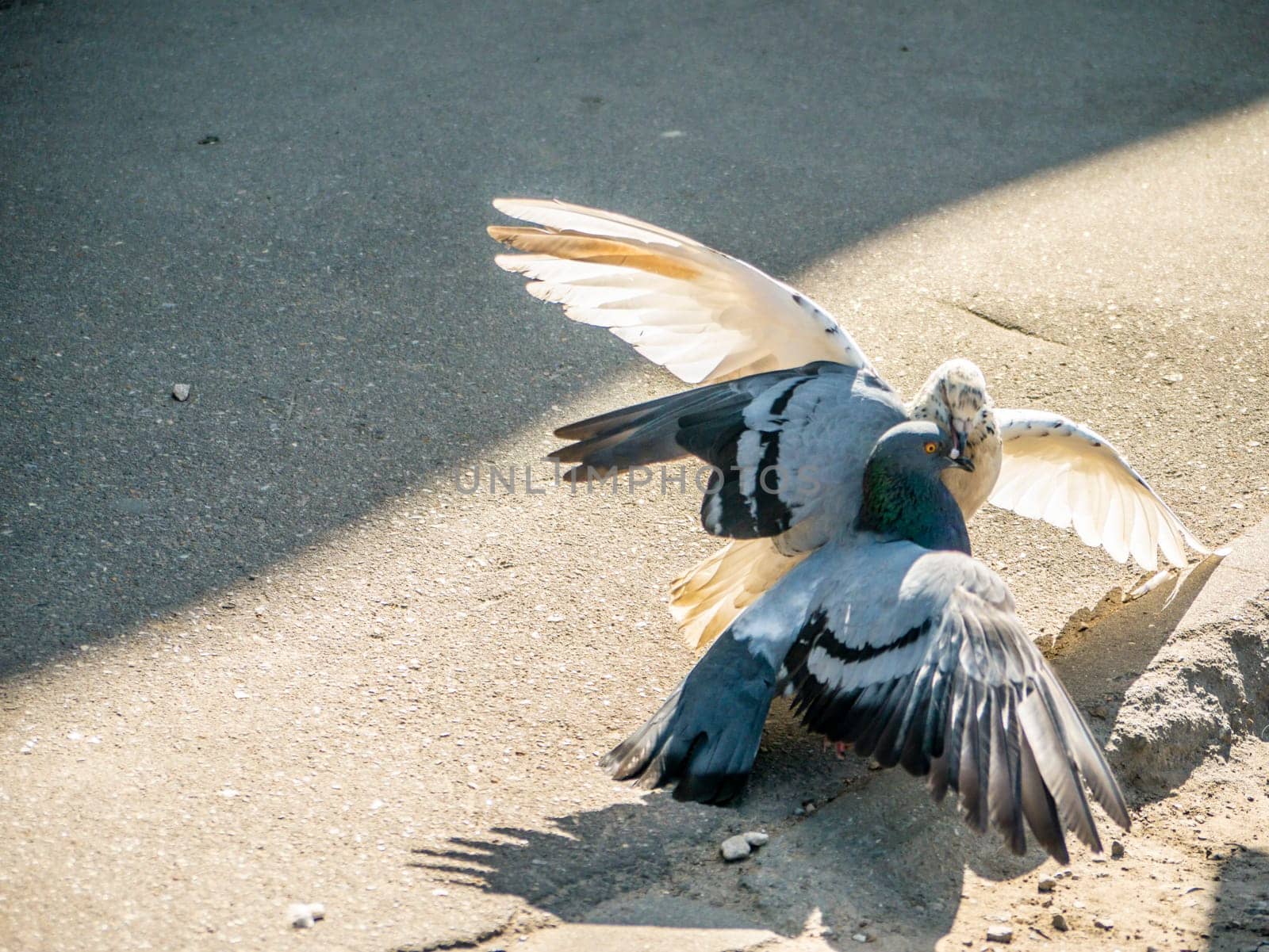 Birds fighting over food on the street. general plan by lempro