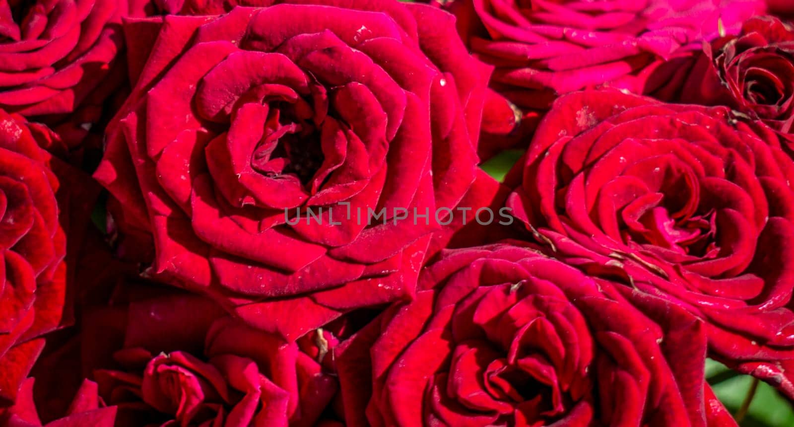 Background of red rose petals. color nature by lempro