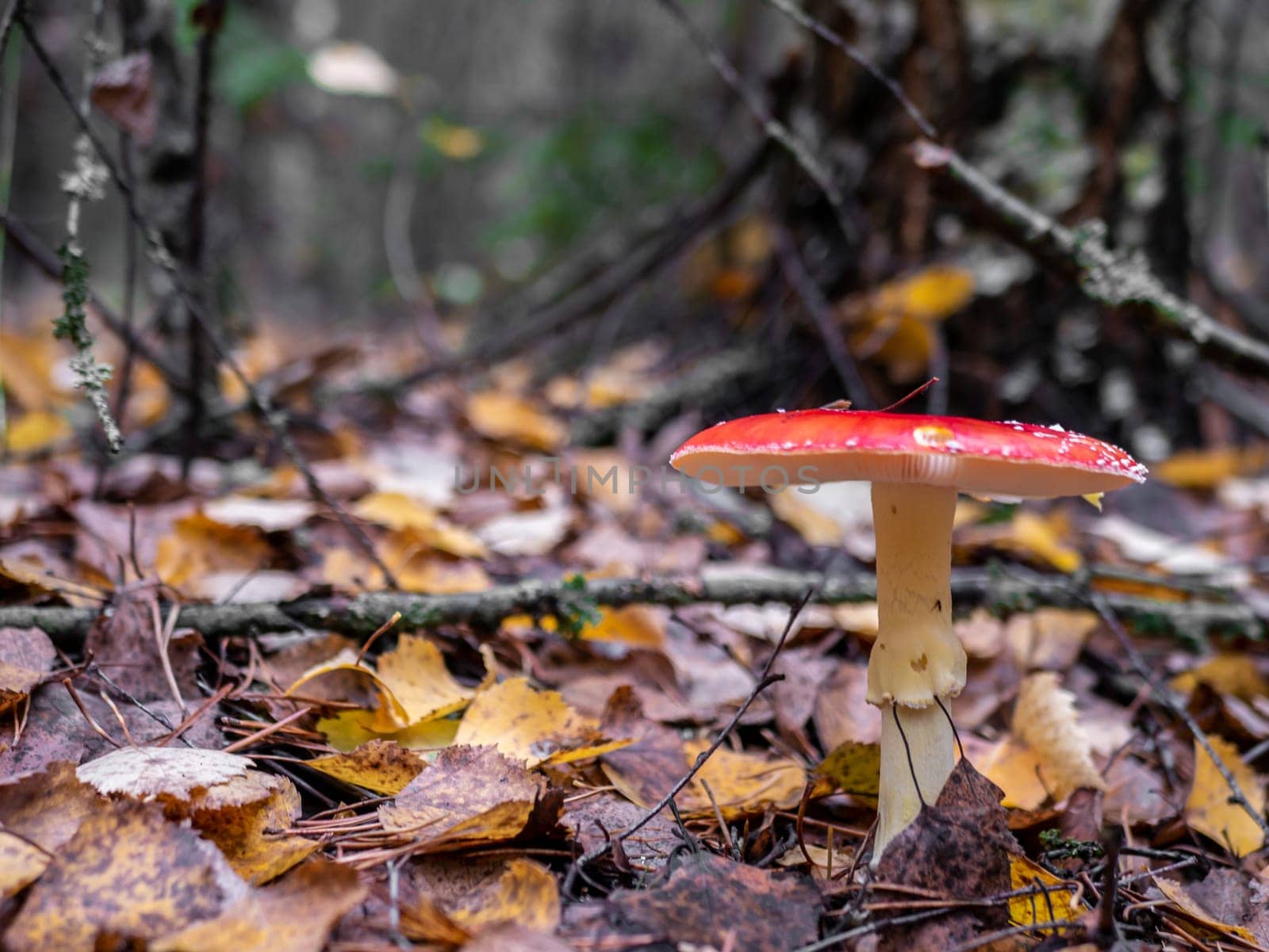 Mushroom Fly agaric. Mushrooms in the autumn forest. Red fly agaric. Autumn mushrooms. by lempro