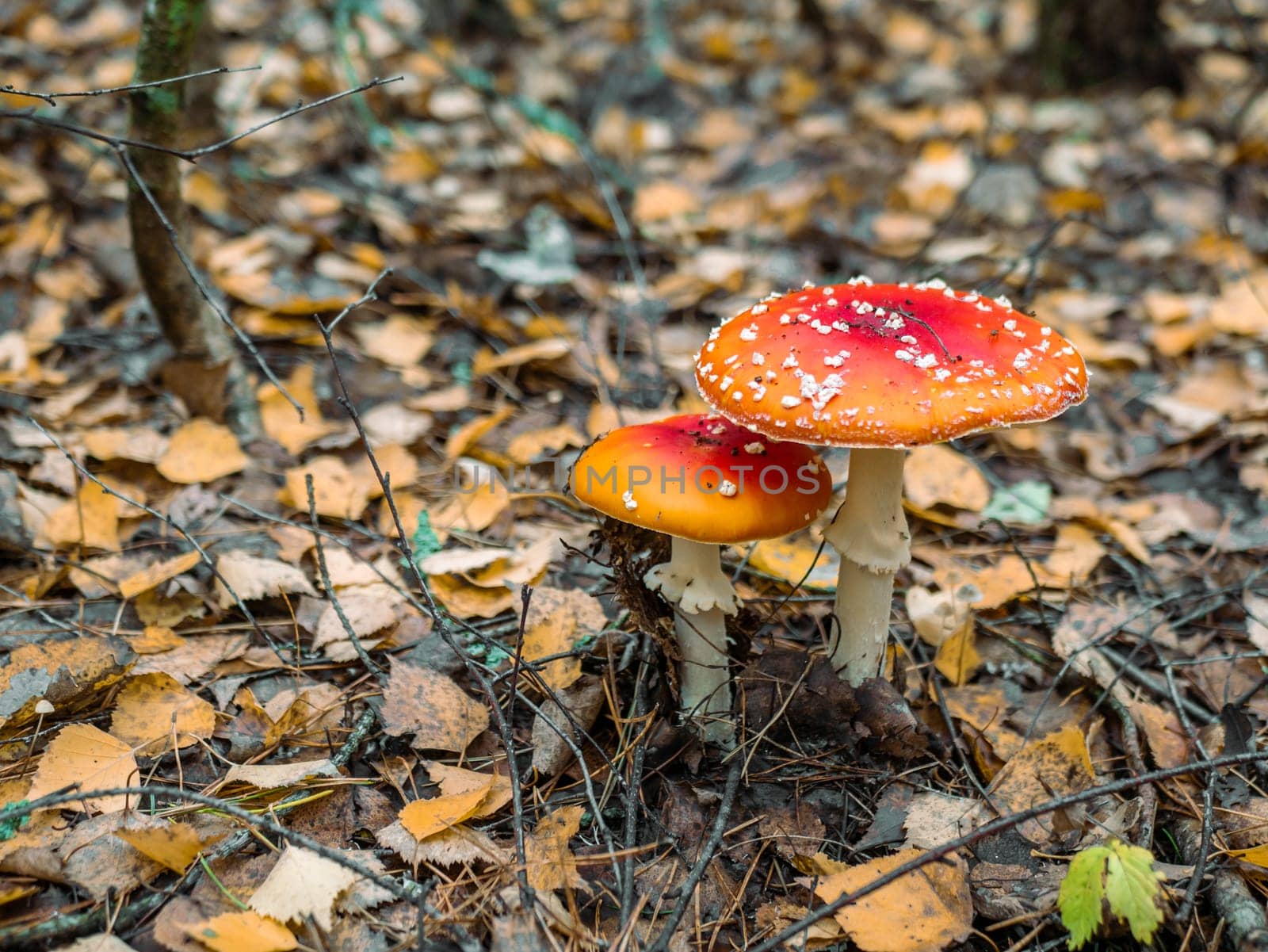 Mushroom Fly agaric. Mushrooms in the autumn forest. Red fly agaric. Autumn mushrooms. color nature