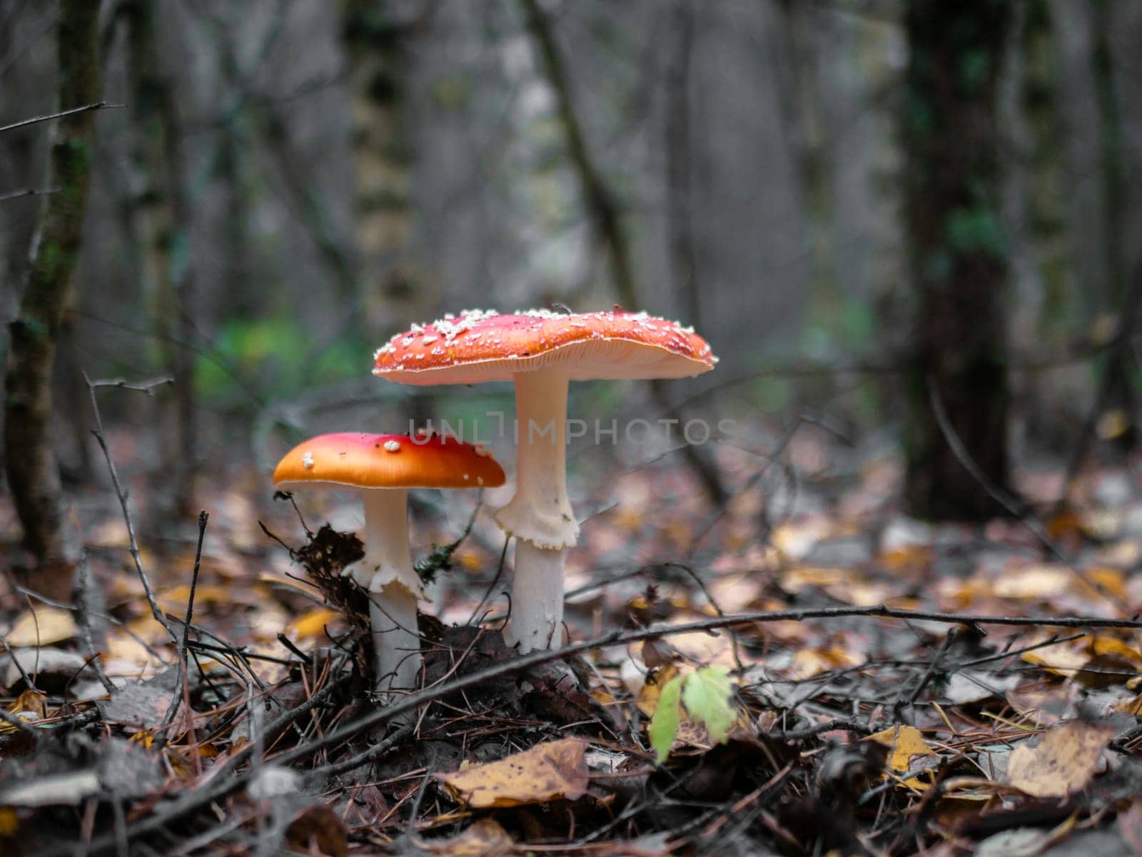 Two mushroom Fly agaric. Mushrooms in the autumn forest. Red fly agaric. Autumn mushrooms. by lempro