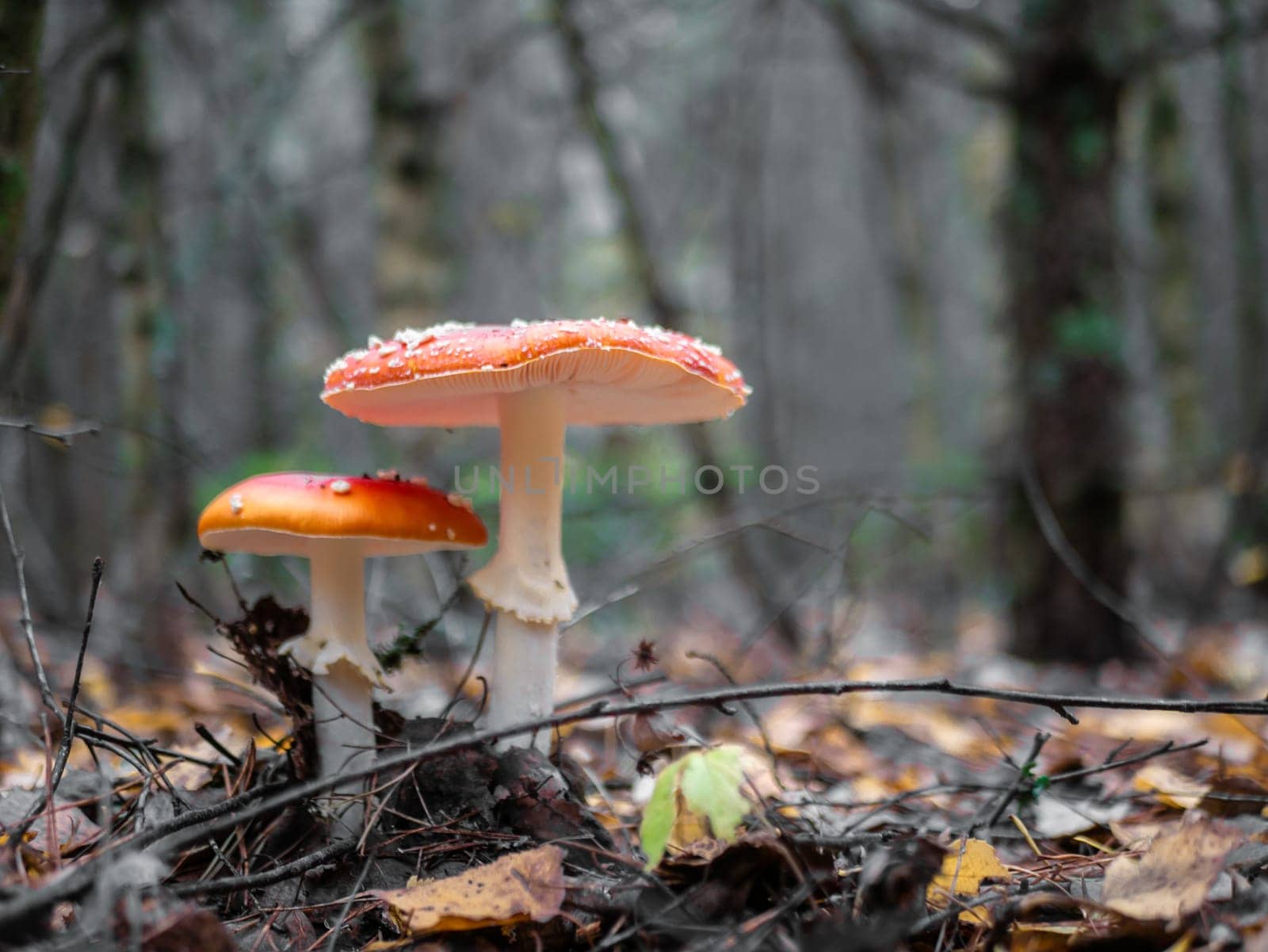 Two mushroom Fly agaric. Mushrooms in the autumn forest. Red fly agaric. Autumn mushrooms. blured background.