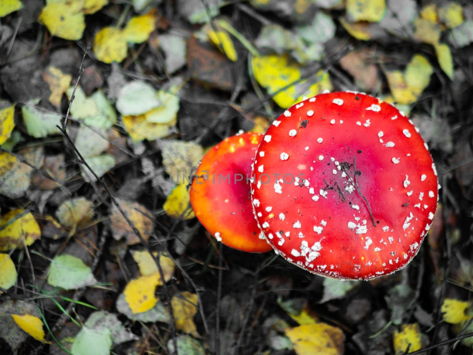 Mushroom Fly agaric. Mushrooms in the autumn forest. Red fly agaric. Autumn mushrooms. by lempro