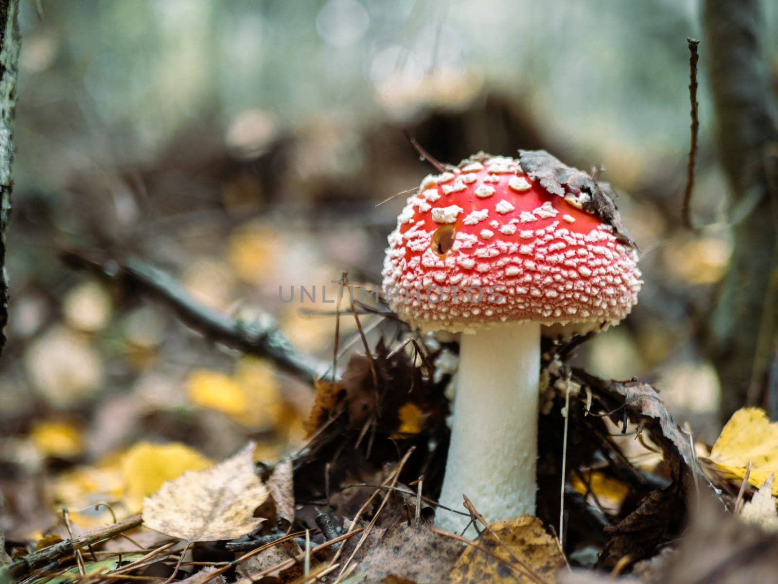 Mushroom Fly agaric. Mushrooms in the autumn forest. Red fly agaric. Autumn mushrooms. by lempro