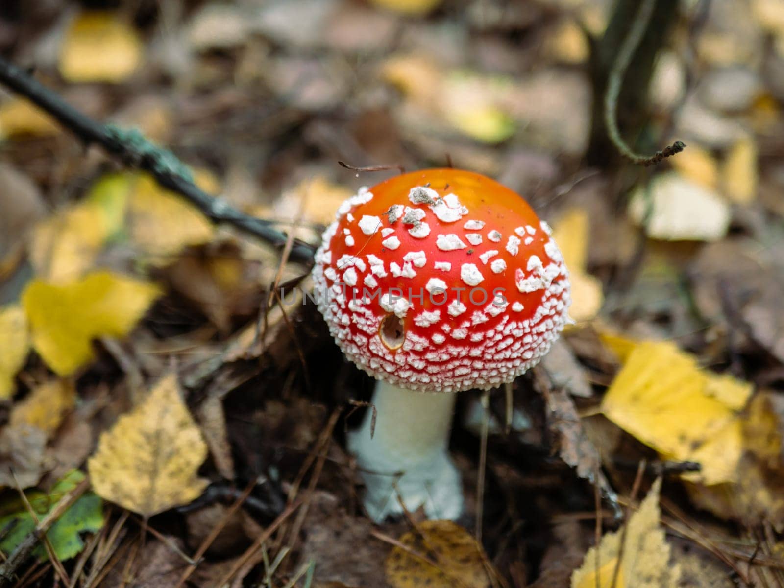 Mushroom Fly agaric. Mushrooms in the autumn forest. Red fly agaric. Autumn mushrooms. by lempro