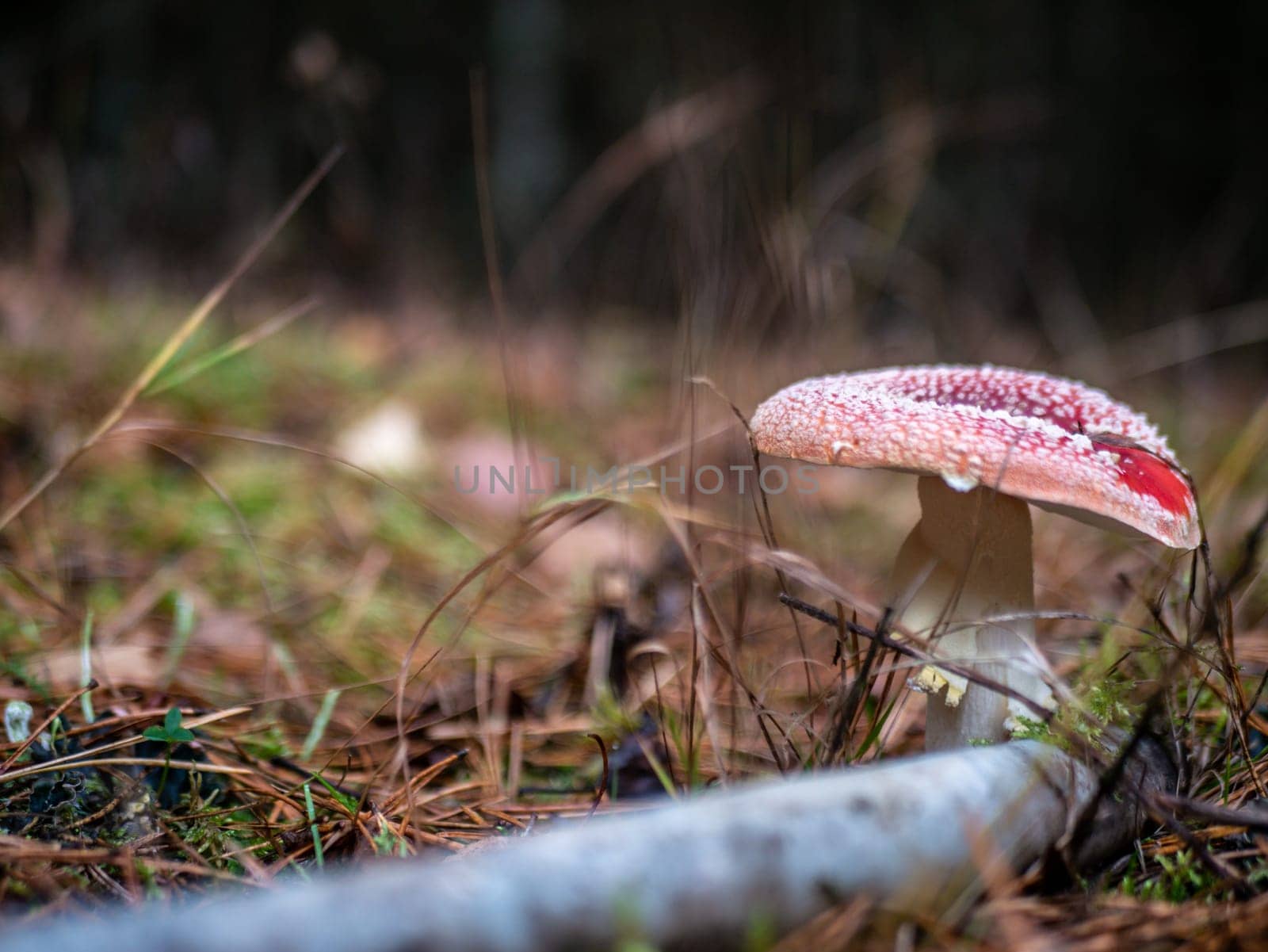 Mushroom Fly agaric. Mushrooms in the autumn forest. Red fly agaric. Autumn mushrooms. color nature