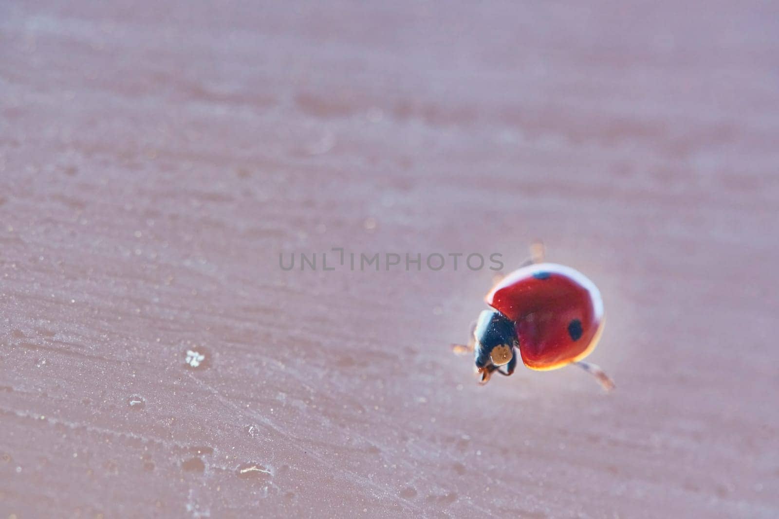 A red ladybug with black spots sits on green leaves behind a dripping wet glass. Macrophotography. Macro. Life of insects. by lempro