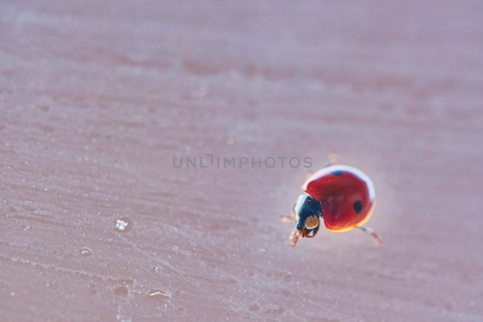 A red ladybug with black spots sits on green leaves behind a dripping wet glass. Macrophotography. Macro. Life of insects. color