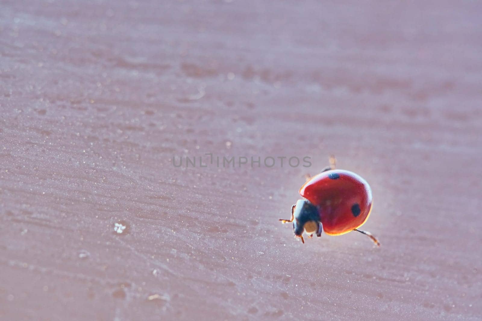 A red ladybug with black spots sits on green leaves behind a dripping wet glass. Macrophotography. Macro. Life of insects. by lempro