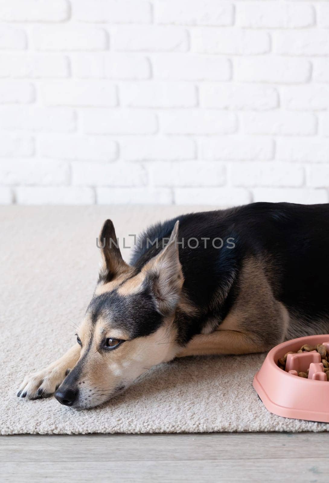 cute dog lying next to the bowl for slow feeding by Desperada