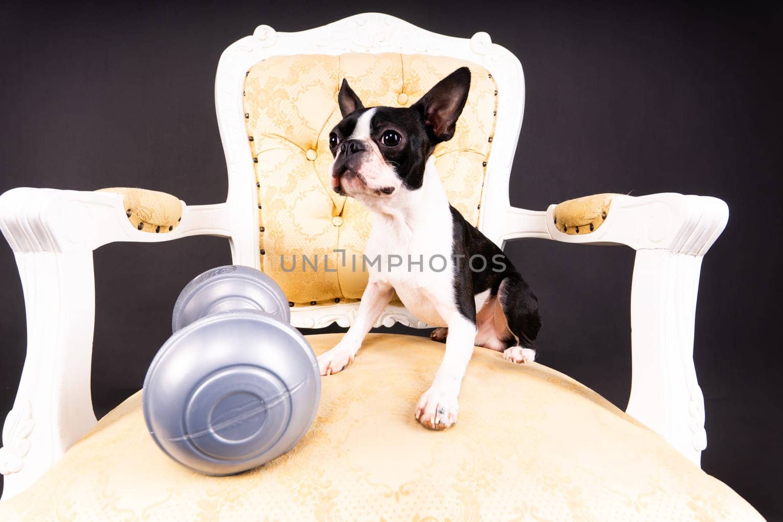 Smart puppy dog, boston terrier with sports equipment. Sport, fitness, bodybuilding concept. by Zelenin