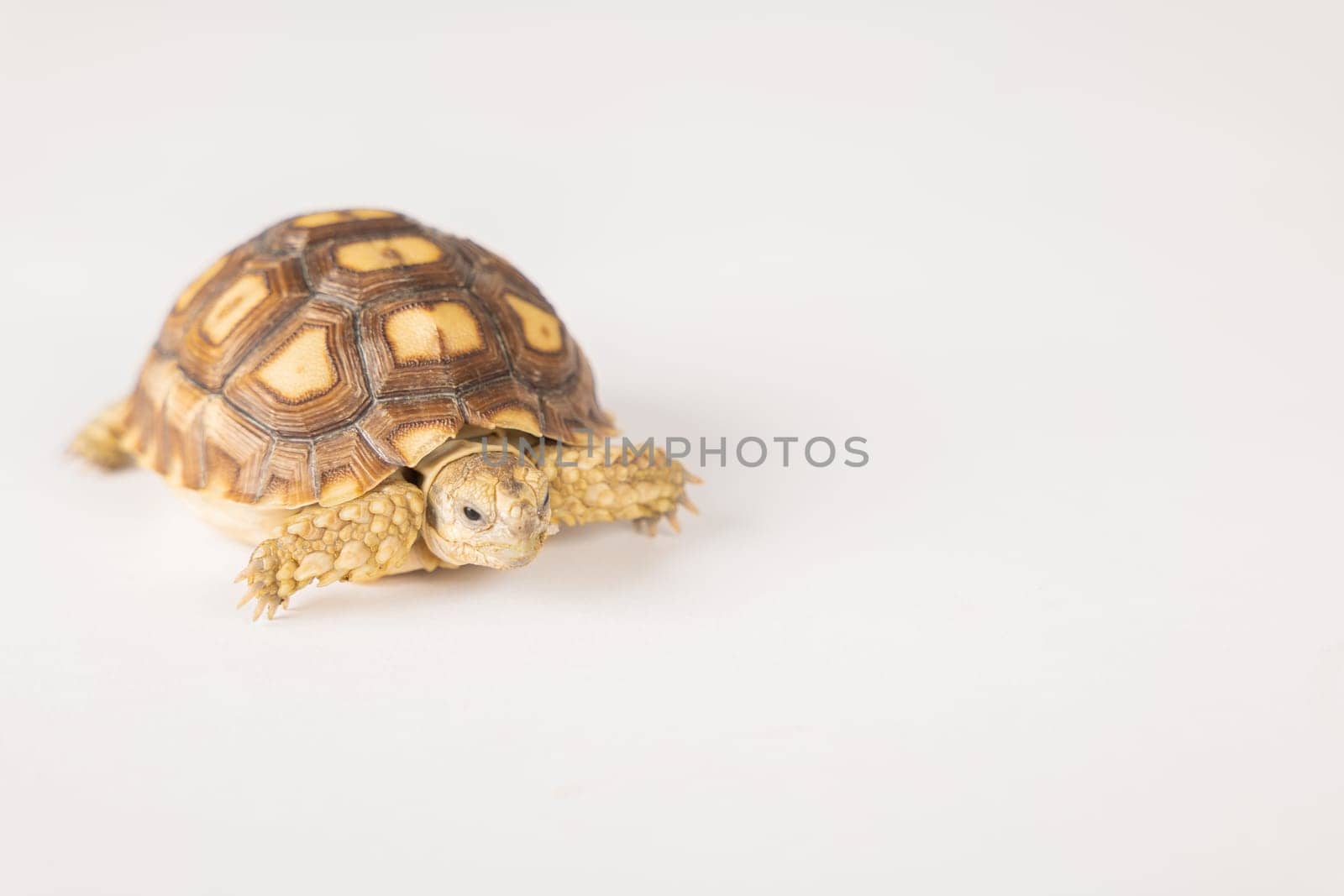 In this isolated portrait, a little African spurred tortoise, also known as the sulcata tortoise, showcases the beauty of its unique design against a white background. by Sorapop