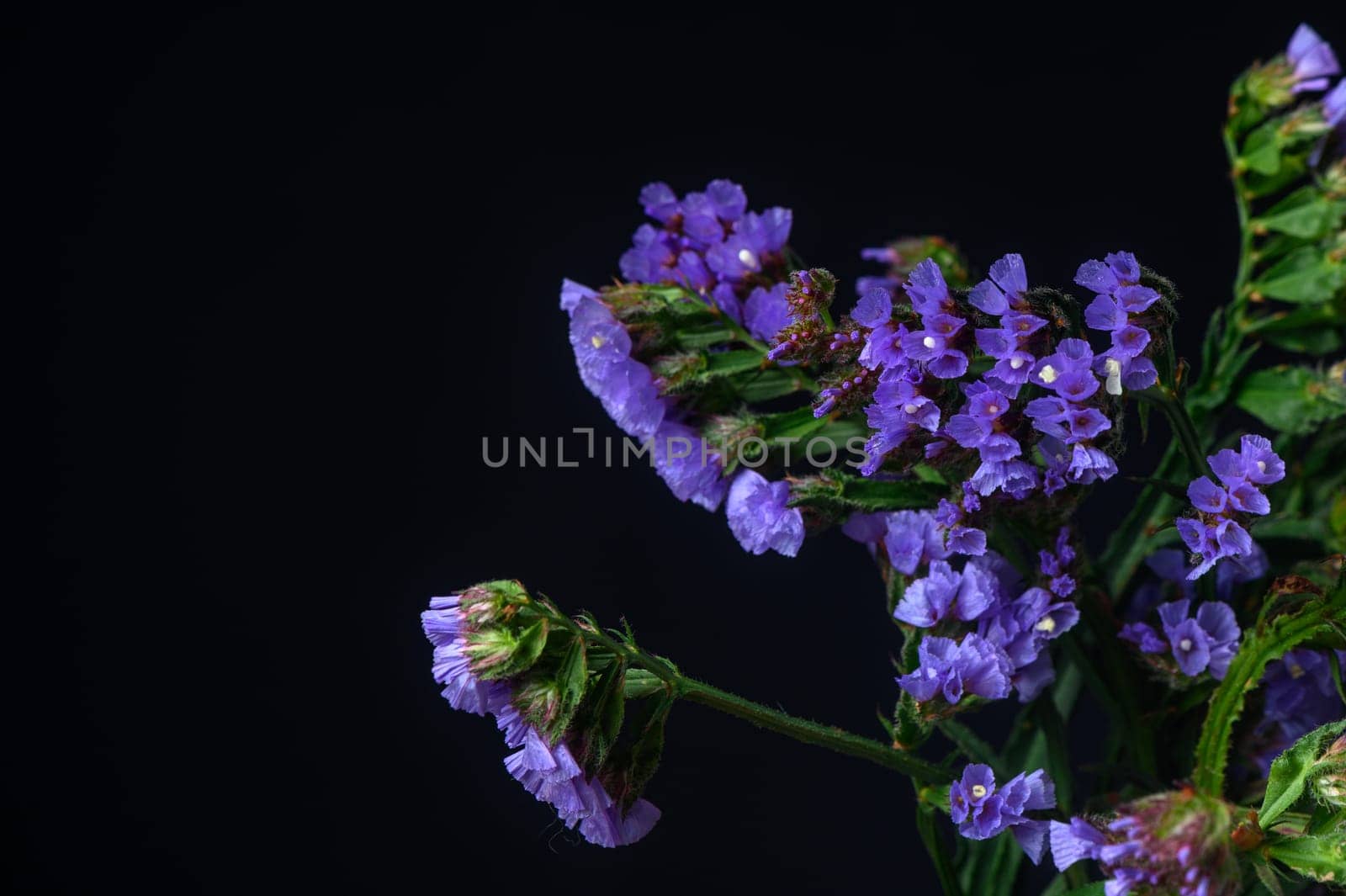 Kermek, limonium, statice, is a popular flower in the Mediterranean. 3