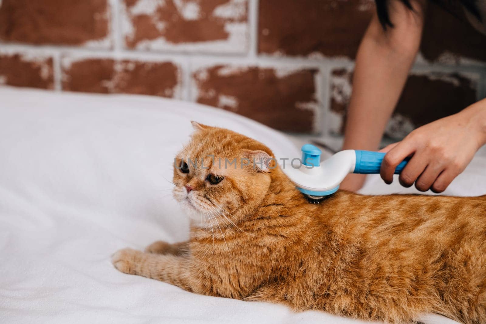 An affectionate woman brushes her Scottish Fold cat's fur as the ginger cat peacefully rests on her hand. It's a touching display of owner-pet friendship and relaxation at home.