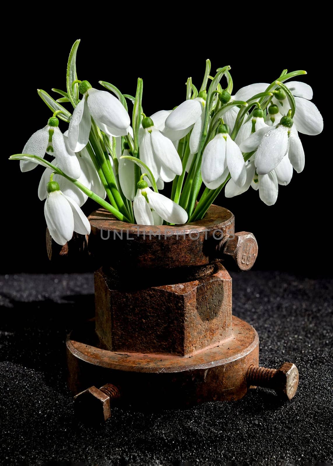 Creative still life with old rusty metal tool and white snowdrops flower on a black sand background