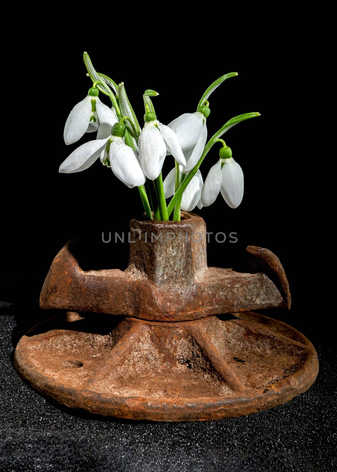 Old rusty metal tool and white snowdrops on a black background by Multipedia