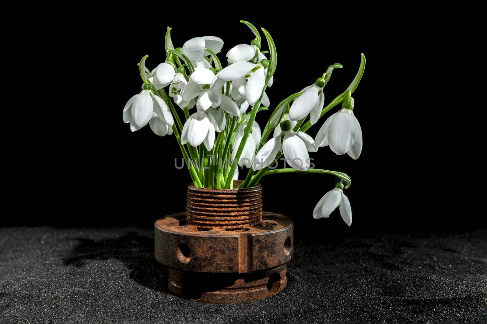 Old rusty metal tool and white snowdrops on a black background by Multipedia