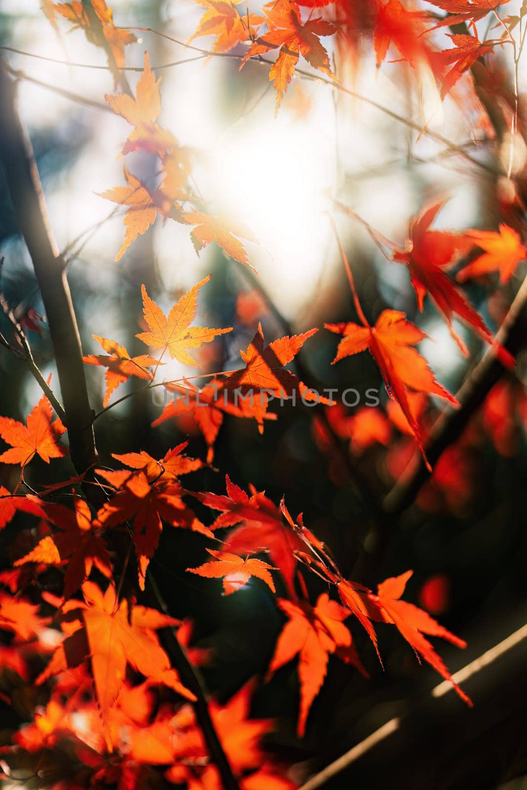Colorful maple leaves and trees and deep autumn forest natural background.