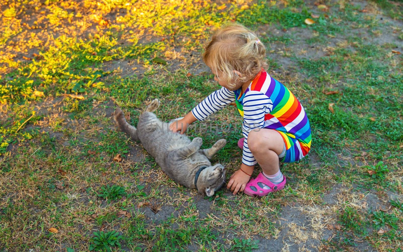 child plays with a cat in nature. Selective focus. kid.